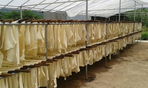 Prices for natural rubber may begin to decline