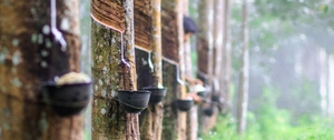 ANRPC lowers its annual forecast for natural rubber production