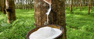 Natural rubber production will continue to decline