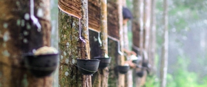 Experts predict a shortage of natural rubber in the world market